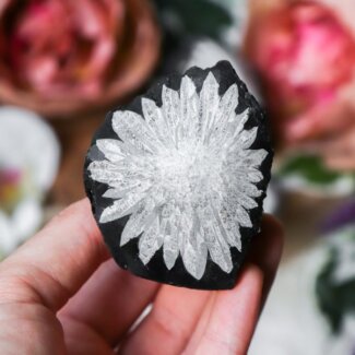 Chrysanthemum Ruig - Crystal Cave