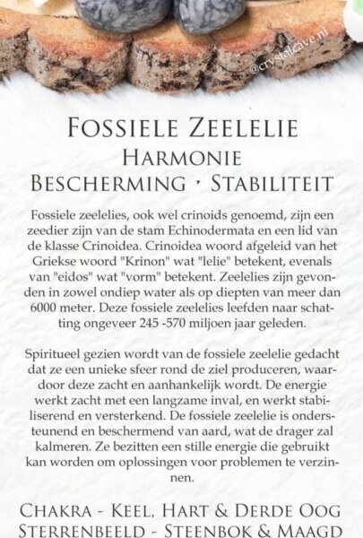 fossiele zeelelie betekenis