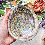 abalone schelp