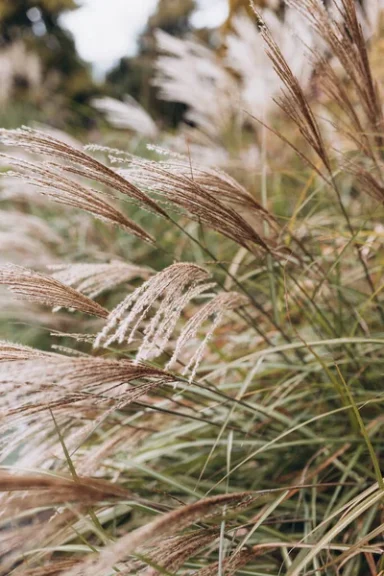 riet bomenkalender